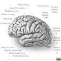 Neuroanatomy- lateral cortex (diagrams) (Radiopaedia 46670-51313 Gyri 3).png