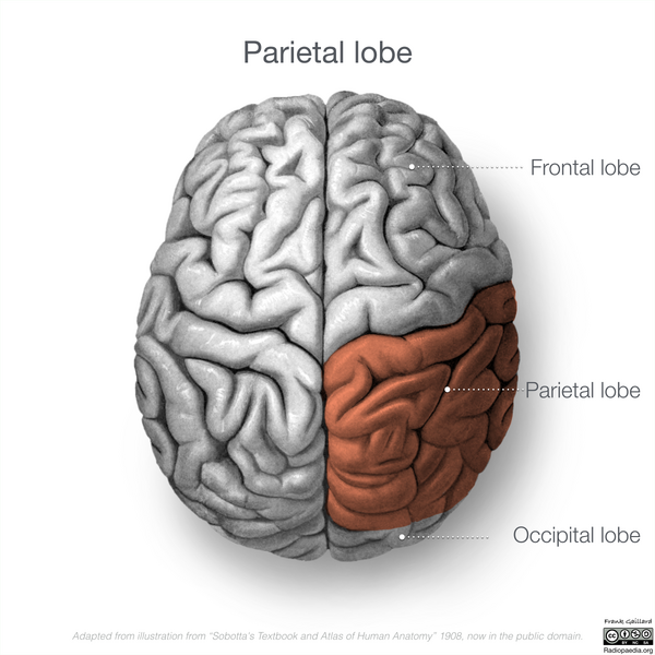File:Neuroanatomy- superior cortex (diagrams) (Radiopaedia 59317-66669 Parietal lobe 2).png