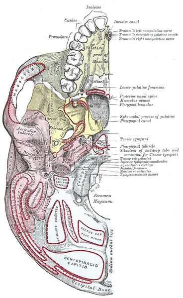 File:Base of skull (illustration) (Radiopaedia 36282).jpg
