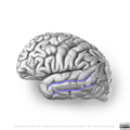 Neuroanatomy- lateral cortex (diagrams) (Radiopaedia 46670-51201 G 5).png