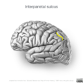 Neuroanatomy- lateral cortex (diagrams) (Radiopaedia 46670-51202 Interparietal sulcus 2).png