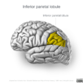 Neuroanatomy- lateral cortex (diagrams) (Radiopaedia 46670-51313 N 1).png