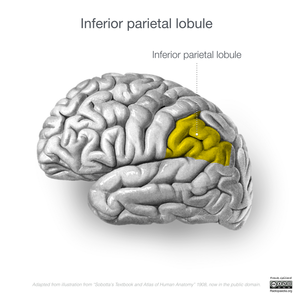 File:Neuroanatomy- lateral cortex (diagrams) (Radiopaedia 46670-51313 N 1).png