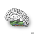 Neuroanatomy- medial cortex (diagrams) (Radiopaedia 47208-58969 H 4).png