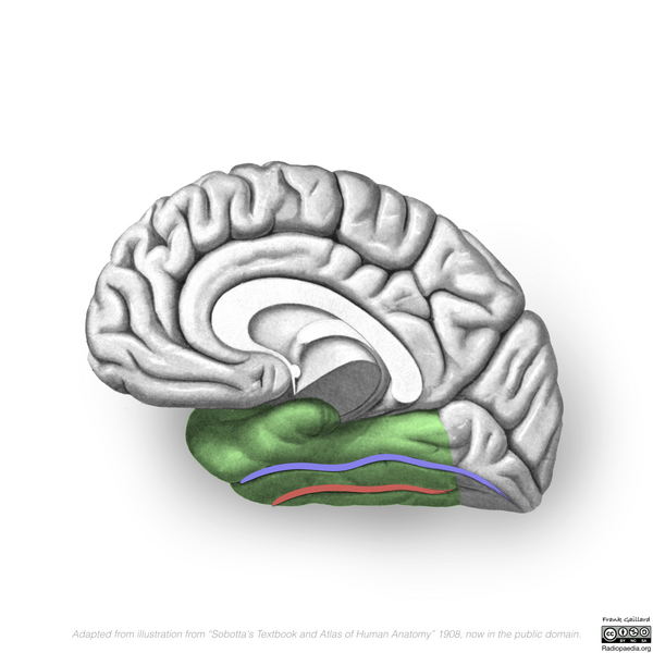 File:Neuroanatomy- medial cortex (diagrams) (Radiopaedia 47208-58969 H 4).png