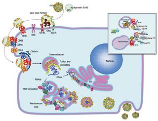 Hepatitis C virus replication cycle[38]