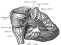 Cerebellar peduncles (Gray's illustration) (Radiopaedia 81789).png