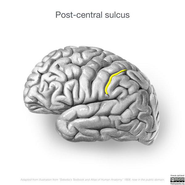 File:Neuroanatomy- lateral cortex (diagrams) (Radiopaedia 46670-51202 Post-central sulcus 2).png
