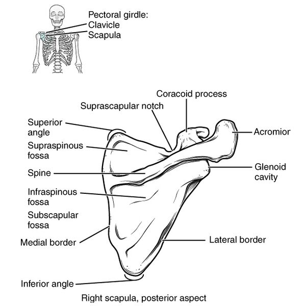 File:Bones of the pectoral girdle and upper limb (illustrations) (Radiopaedia 42766-45929 D 1).jpg