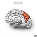 Neuroanatomy- medial cortex (diagrams) (Radiopaedia 47208-51763 Parietal lobe 5).png