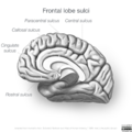 Neuroanatomy- medial cortex (diagrams) (Radiopaedia 47208-58969 C 2).png