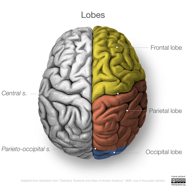 File:Neuroanatomy- superior cortex (diagrams) (Radiopaedia 59317-66669 All lobes 1).png