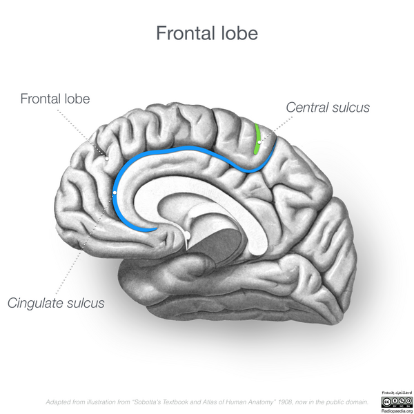File:Neuroanatomy- medial cortex (diagrams) (Radiopaedia 47208-51763 D 3).png