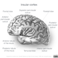 Neuroanatomy- insular cortex (diagrams) (Radiopaedia 46846-51375 Lobules 7).png