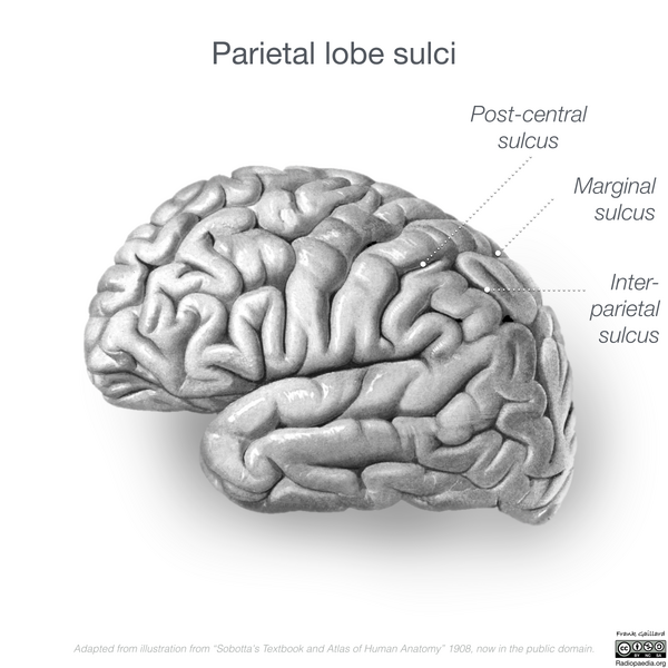 File:Neuroanatomy- lateral cortex (diagrams) (Radiopaedia 46670-51201 E 4).png