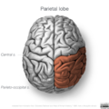 Neuroanatomy- superior cortex (diagrams) (Radiopaedia 59317-66669 Parietal lobe 3).png