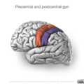 Neuroanatomy- lateral cortex (diagrams) (Radiopaedia 46670-51313 J 3).png