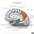 Neuroanatomy- medial cortex (diagrams) (Radiopaedia 47208-51763 Parietal lobe 1).png