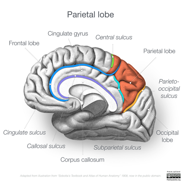 File:Neuroanatomy- medial cortex (diagrams) (Radiopaedia 47208-51763 Parietal lobe 1).png