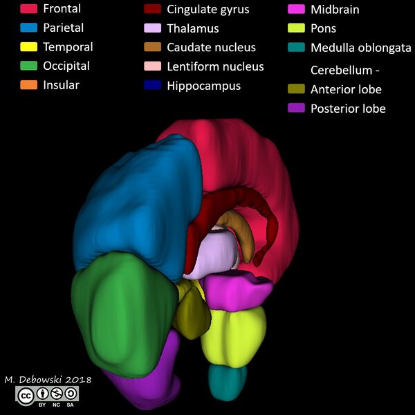 File:Brain lobes - annotated MRI (Radiopaedia 61691-69700 3D reconstruction 71).JPG