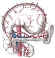 Arterial supply of the pancreas - Gray's anatomy illustration (Radiopaedia 36232).jpg