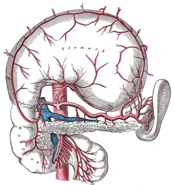 File:Arterial supply of the pancreas - Gray's anatomy illustration (Radiopaedia 36232).jpg