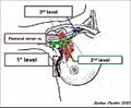 Axillary lymph node anatomy (Radiopaedia 25752).jpg