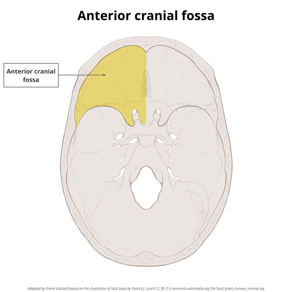 File:Base of skull (illustrations) (Radiopaedia 59251-66592 B 3).png