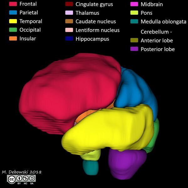 File:Brain lobes - annotated MRI (Radiopaedia 61691-69700 3D reconstruction 33).JPG