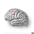 Neuroanatomy- lateral cortex (diagrams) (Radiopaedia 46670-51202 Precentral sulcus 6).png