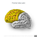 Neuroanatomy- lateral cortex (diagrams) (Radiopaedia 46670-51201 Frontal lobe 7).png