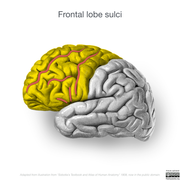 File:Neuroanatomy- lateral cortex (diagrams) (Radiopaedia 46670-51201 Frontal lobe 7).png