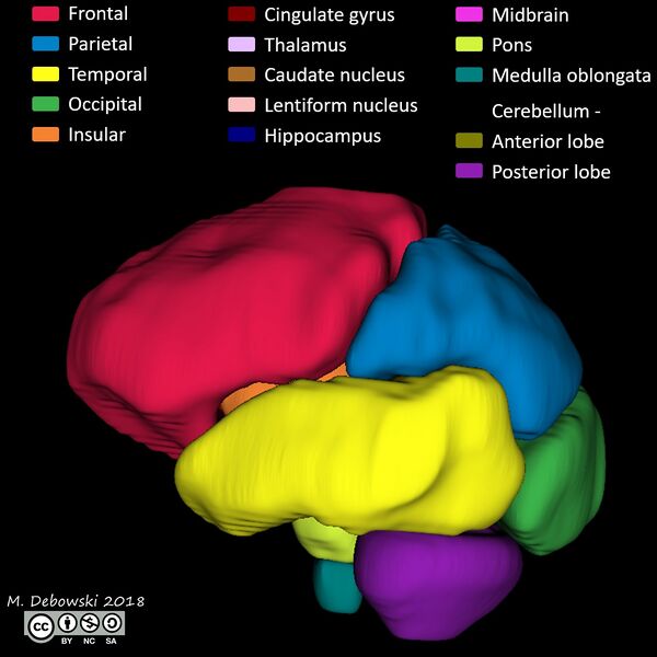 File:Brain lobes - annotated MRI (Radiopaedia 61691-69700 3D reconstruction 40).JPG
