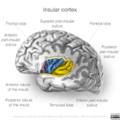 Neuroanatomy- insular cortex (diagrams) (Radiopaedia 46846-51375 E 6).png