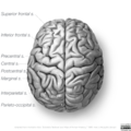 Neuroanatomy- superior cortex (diagrams) (Radiopaedia 59317-66667 B 2).png