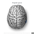 Neuroanatomy- superior cortex (diagrams) (Radiopaedia 59317-66671 Angular gyrus 2).png