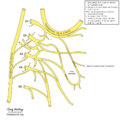 Cervical plexus (diagram) (Radiopaedia 37804-39723 M 1).png