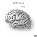 Neuroanatomy- lateral cortex (diagrams) (Radiopaedia 46670-51202 Central sulcus 2).png