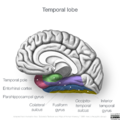 Neuroanatomy- medial cortex (diagrams) (Radiopaedia 47208-52697 Temporal lobe gyri 1).png