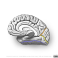 Neuroanatomy- medial cortex (diagrams) (Radiopaedia 47208-58969 G 4).png