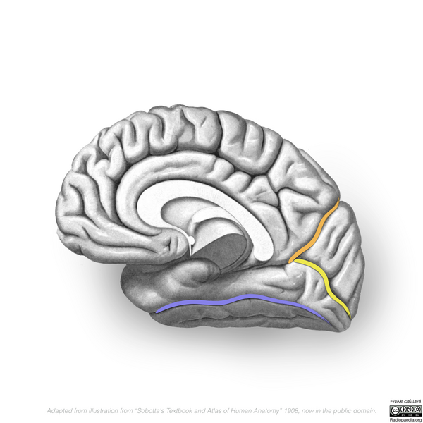 File:Neuroanatomy- medial cortex (diagrams) (Radiopaedia 47208-58969 G 4).png