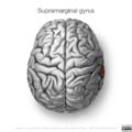 Neuroanatomy- superior cortex (diagrams) (Radiopaedia 59317-66671 Supramarginal gyrus 3).png