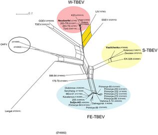 The three TBEV subtypes are highlighted in color and the positions of all prototype strains are indicated in bold.