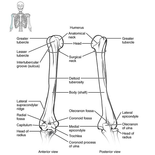 File:Bones of the pectoral girdle and upper limb (illustrations) (Radiopaedia 42766-45929 E 1).jpg