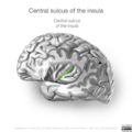 Neuroanatomy- insular cortex (diagrams) (Radiopaedia 46846-51375 Central sulcus 4).png