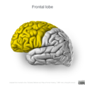 Neuroanatomy- lateral cortex (diagrams) (Radiopaedia 46670-51156 Frontal lobe 2).png