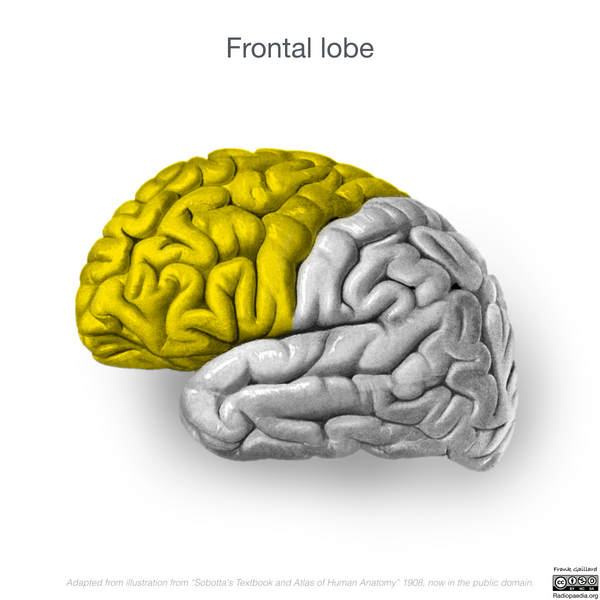 File:Neuroanatomy- lateral cortex (diagrams) (Radiopaedia 46670-51156 Frontal lobe 2).png