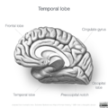 Neuroanatomy- medial cortex (diagrams) (Radiopaedia 47208-51763 F 1).png