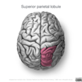 Neuroanatomy- superior cortex (diagrams) (Radiopaedia 59317-66671 C 4).png