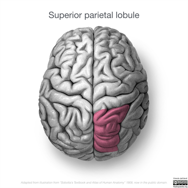File:Neuroanatomy- superior cortex (diagrams) (Radiopaedia 59317-66671 C 4).png